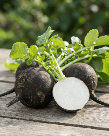 Rabanete Redondo Preto de Inverno Espanhol (Raphanus sativus) – sementes de hortícola anual da SeedsChoice