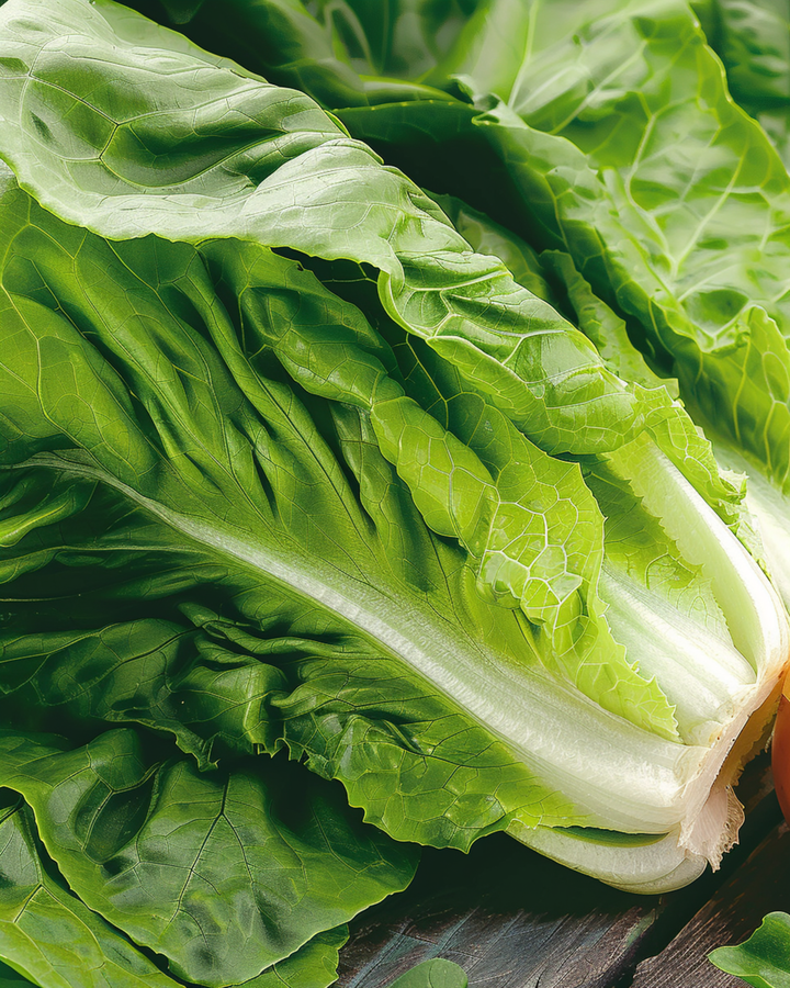 Sementes de alface romana Blanke Zelfsluitende (Lactuca sativa) – vegetal anual