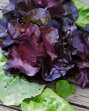 Sementes de alface romana Moonred (Lactuca sativa) – vegetal anual