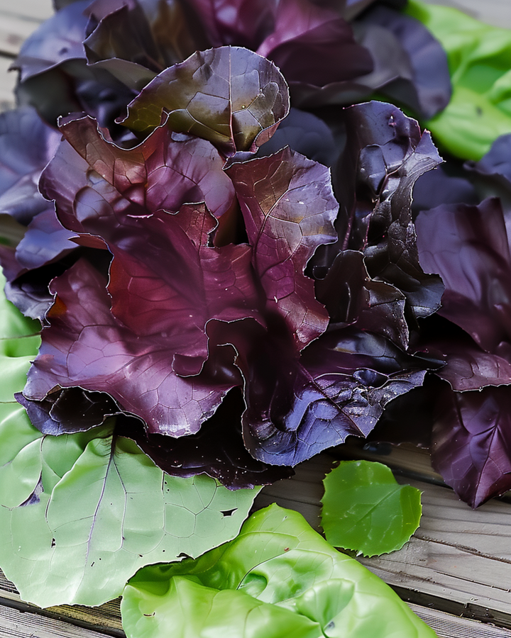 Sementes de alface romana Moonred (Lactuca sativa) – vegetal anual