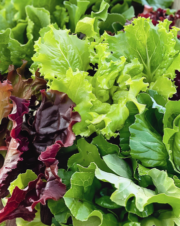 Semillas de lechuga mesclun en mezcla para ensalada (Lactuca sativa) – verdura anual