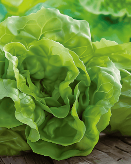 Semillas de lechuga Hilde Ii Lactuca sativa, variedad anual