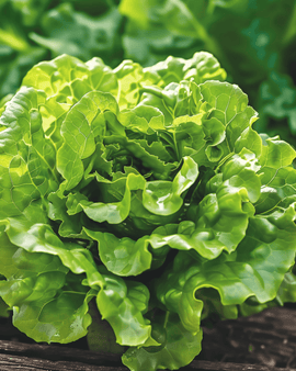 Semillas de lechuga Zwart Duits Lactuca sativa, Butterhead anual