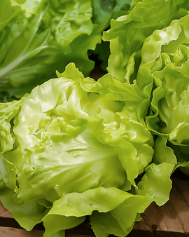 Sementes de alface-manteiga Lactuca sativa anual Grosse Blonde Paresseuse Heirloom