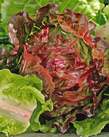 Semillas de lechuga Rouge Grenobloise (Lactuca sativa) – hortaliza anual