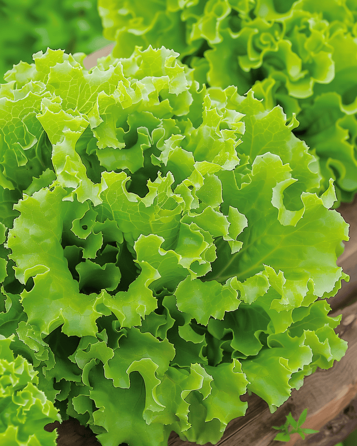 Sementes de alface Lollo Bionda (Lactuca sativa) – legume anual