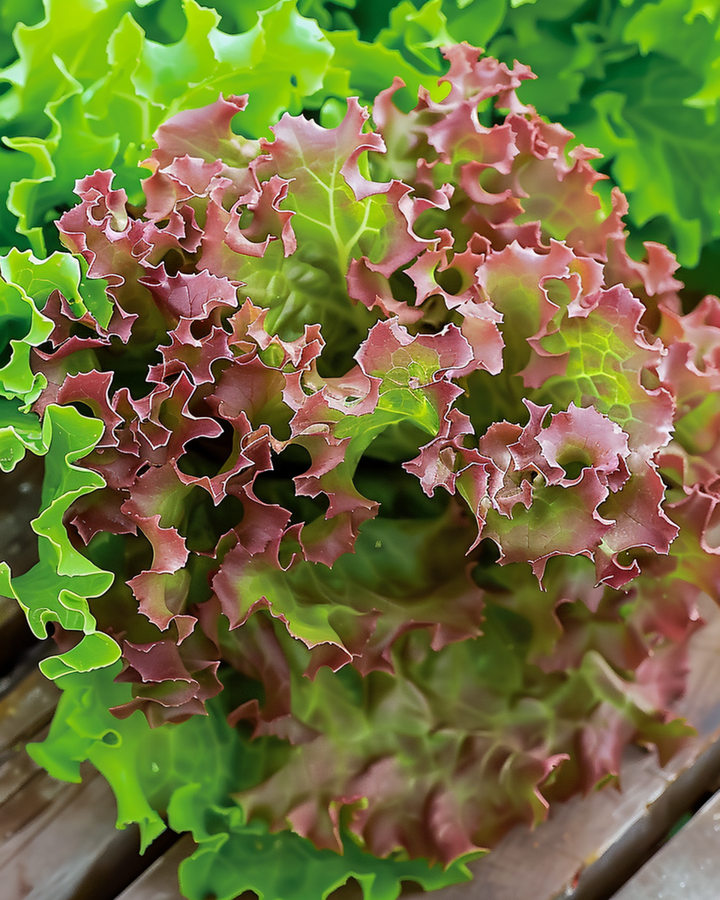 Semillas de lechuga Lollo Rossa de hoja roja (Lactuca sativa) – hortaliza anual