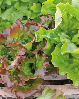 Semillas de lechuga de hoja Amerikaanse Roodrand Lactuca sativa anual