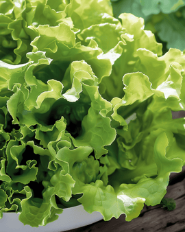 Semillas de lechuga de hoja Australian Yellow Lactuca sativa anual