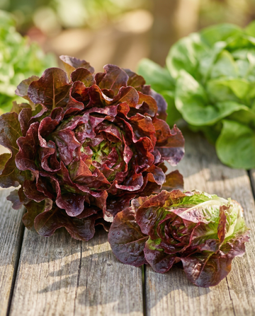Semillas de lechuga de hoja Red Salad Bowl (Lactuca sativa) – verdura anual de SeedsChoice