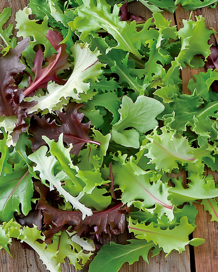 Semillas de ensalada francesa mixta (Lactuca sativa) – mezcla anual