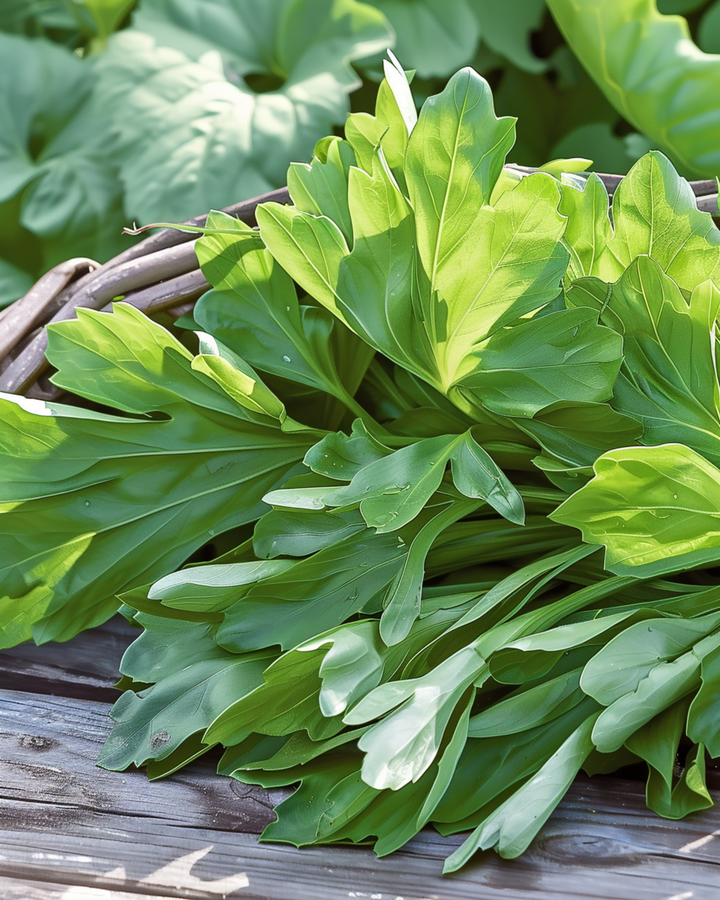 Sementes de alface-de-cordeiro Grote Noordhollandse (Valerianella locusta) – legume anual