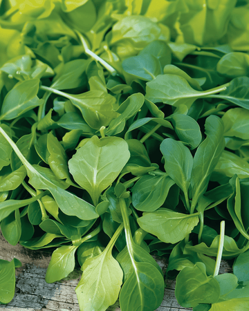 Semillas de canónigos Verte A Coeur Plein 2 (Valerianella locusta) – hortaliza anual