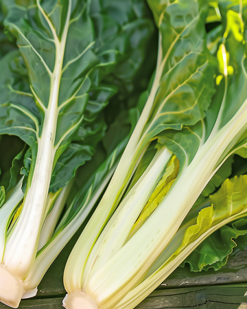 Semillas de acelga Blonde A Carde Blanche (Beta vulgaris) – vegetal anual