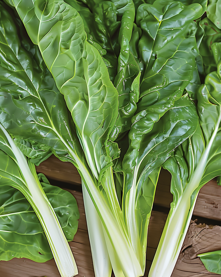 Semillas de acelga Lucullus (Beta vulgaris) – hortaliza anual