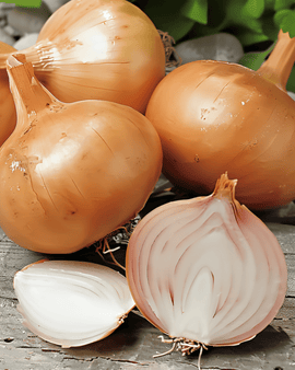 Semillas de chalota Creation F1 Allium Cepa Anual