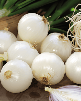 Sementes de cebola para pickles De Barletta Allium cepa anual