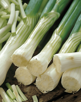 Sementes de Cebolinha Long White Ishikura Allium Fistulosum Anual