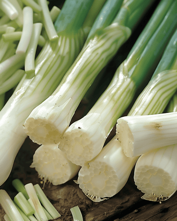 Semillas de cebolleta Long White Ishikura (Allium fistulosum) – verdura anual
