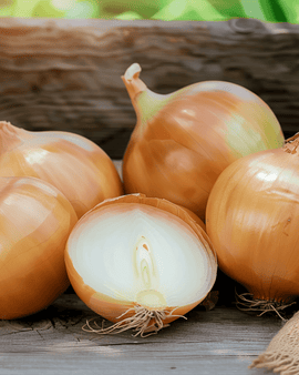 Semillas de cebolla Rossa Lunga Di Firenze Allium cepa anual tipo Florencia