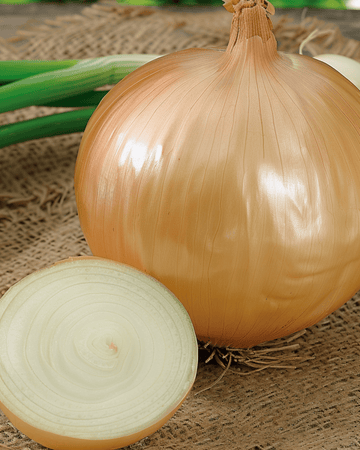 Sementes de Cebola Gigante Ailsa Craig (Allium cepa) – hortaliça anual