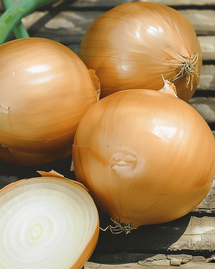 Semillas de cebolla Hyskin F1 híbrida (Allium cepa) – vegetal anual