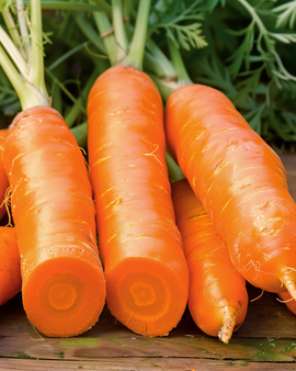 Sementes de Cenoura de Inverno Berlikum 2 Storage Daucus carota Anual