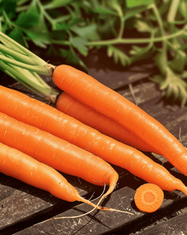 Carrot Amsterdam 2 Seeds Daucus Carota Annual Variety Early Harvest