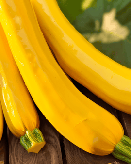 Sementes de Zucchini Gold Rush F1 Cucurbita pepo – anual