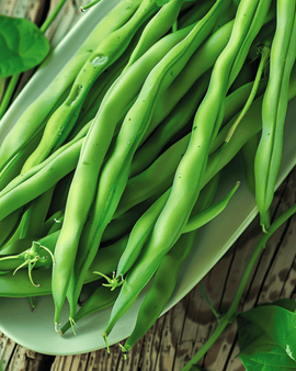 Sementes de feijão-anão Domino Phaseolus vulgaris anual 25g