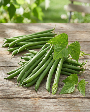 Feijão-anão Domino 25g (Phaseolus vulgaris) – sementes de vegetal anual da SeedsChoice