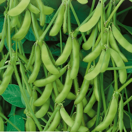 Semillas de soja edamame Glycine max variedad anual Green Shell