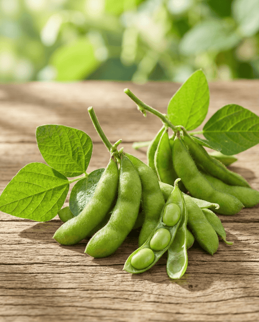 Edamame Soybean Green Shell (Glycine max) – semillas de verdura anual de SeedsChoice