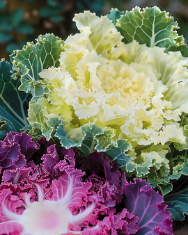 Semillas de col ornamental Brassica oleracea anual Mix de hojas rizadas mixtas