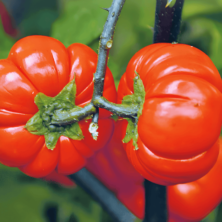 Sementes de Pumpkin On A Stick (Solanum aethiopicum) – legume anual