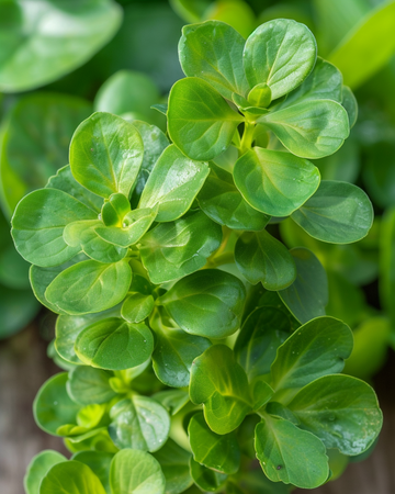 Semillas de verdolaga verde 50 g hoja grande (Portulaca oleracea) – verdura