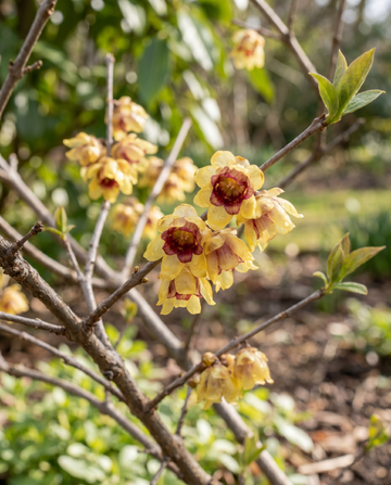 Semillas de chimonanto de floración invernal (Chimonanthus praecox) – flor