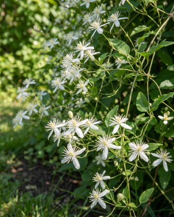 Semillas de trepadora silvestre (Clematis vitalba) – trepadora perenne