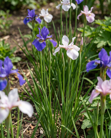 Siberian Mix (Iris sibirica) – semillas de flores perennes de SeedsChoice