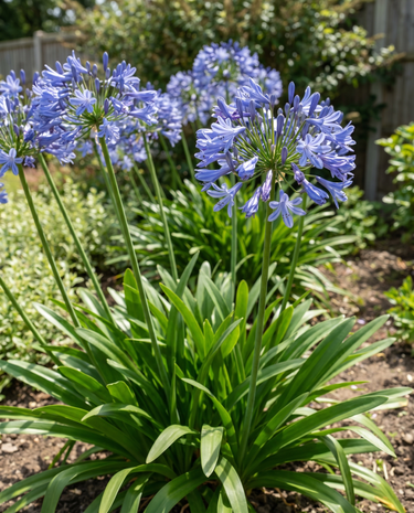 Semillas de agapanto (Agapanthus umbellatus) – flor perenne