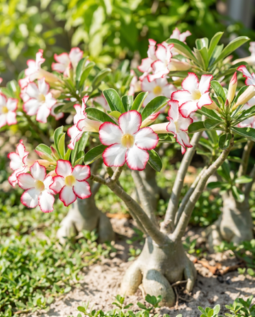 Rosa del desierto suculenta florida (Adenium obesum) – semillas de flores de SeedsChoice