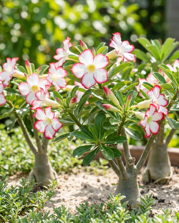 Semillas de Rosa del desierto suculenta florida (Adenium obesum) – flor