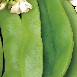 Semillas de judía escarlata Phaseolus coccineus anual variedad de semilla grande 100g