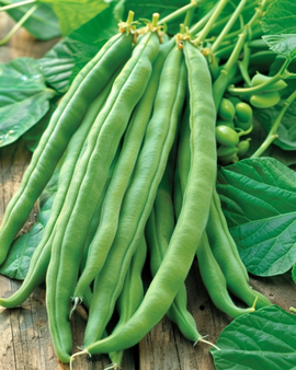Semillas de judía escarlata Emergo sin hebras Phaseolus coccineus anual 100g