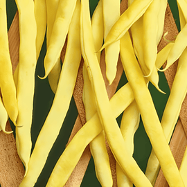 Semillas de judía verde trepadora Neckargold, Phaseolus vulgaris, anual, 100g