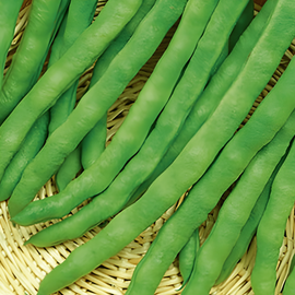 Semillas de judía trepadora Terli Phaseolus Vulgaris anual 100 g