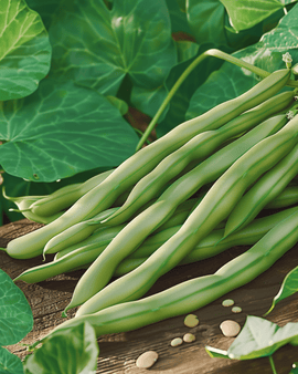 Pole Bean Seeds Mechelse Tros Phaseolus Vulgaris Annual 100g