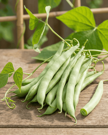 Feijão-verde Trepador Westlandse 100g (Phaseolus vulgaris) – sementes anuais trepadeiras da SeedsChoice