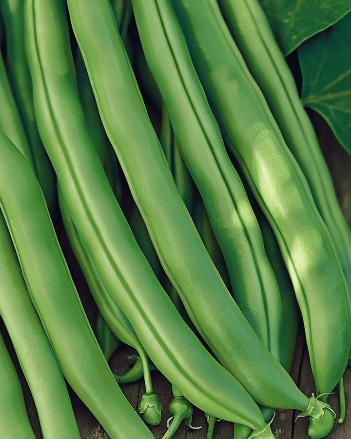 Feijão-anão Kylian 50g sementes (Phaseolus vulgaris) – legume anual