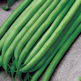 Dwarf Bean Seeds Argus Phaseolus Vulgaris Annual 50g